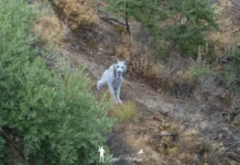 Фотограф Анхель Идальго открыл редчайшую пиренейскую рысь в Андалусии fotograf anhel idalgo otkryl redchajshuyu pirenejskuyu rys v andalusii-politgolos-ru-0