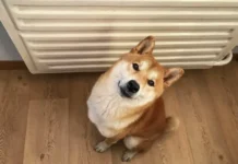 Государственная жилищная инспекция Приморья сообщает о тепле в регионе gosudarstvennaya zhilishhnaya inspekcziya primorya soobshhaet o teple v regione-politgolos-ru-0