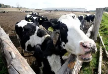 Лукашенко посетил Витебскую область для обсуждения стратегии развития lukashenko posetil vitebskuyu oblast dlya obsuzhdeniya strategii razvitiya-politgolos-ru-0