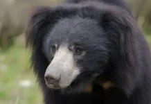 Медведь-губач Вася из BBRC получил помощь от Wildlife SOS и Деррика Кампаны medvedgubach vasya iz poluchil pomoshh ot i derrika kampany-politgolos-ru-0