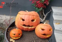 Михаил Ветров предложил Сергею Кравцову яркий фестиваль урожая вместо Хеллоуина! mihail vetrov predlozhil sergeyu kravczovu yarkij festival urozhaya vmesto hellouina-politgolos-ru-0