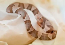 Наталья Сергунина рассказала о рождении малышей у медноголовых щитомордников в Московском зоопарке natalya sergunina rasskazala o rozhdenii malyshej u mednogolovyh shhitomordnikov v moskovskom zooparke-politgolos-ru-0