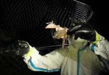 rospotrebnadzor soobshhaet chto   bezopasen dlya cheloveka-politgolos-ru-0