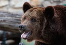 Россиянин из Приморья второй раз в жизни спасся от медведя у Лазо rossiyanin iz primorya vtoroj raz v zhizni spassya ot medvedya u lazo-politgolos-ru-0