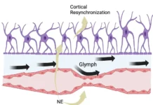 Ученые из Джорджтаунского университета предложили новую теорию о глимфатической системе в сознании uchenye iz dzhordzhtaunskogo universiteta predlozhili novuyu teoriyu o glimfaticheskoj sisteme v soznanii-politgolos-ru-0
