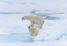 Уникальное исследование о падали раскрывает значение белых медведей для арктических видов unikalnoe issledovanie o padali raskryvaet znachenie belyh medvedej dlya arkticheskih vidov-politgolos-ru-0