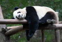 uvlekatelnaya viktorina o pande katyushe i ee seme zhui i dindin v moskovskom zooparke-politgolos-ru-0