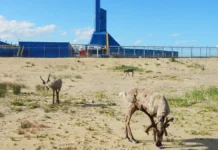 В центре борьбы за шельф находятся Газпром, ExxonMobil и Путин с проектами Сахалин-1 и Сахалин-2 v czentre borby za shelf nahodyatsya gazprom i putin s proektami sahalin1 i sahalin2-politgolos-ru-0
