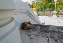 v vat om yaj tailand prohodyat sobytiya s uchastiem 70letnego mitra i monaha phra chum kamya-politgolos-ru-0