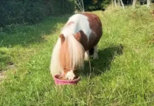 История заботы о крошечном рекордсмене Пумукеле и Кароле Вайдеманн istoriya zaboty o kroshechnom rekordsmene pumukele i karole vajdemann-politgolos-ru-0