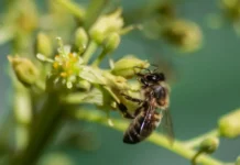 Курчатовский институт и ГосНИИгенетика контролируют инновационную бактерию Brevibacillus laterosporus kurchatovskij institut i gosniigenetika kontroliruyut innovaczionnuyu bakteriyu -politgolos-ru-0