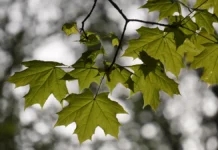 moskva rasczvetet bezopasno kogda yasenelistnye klyony i borshhevik ustupyat mesto novym rasteniyam-politgolos-ru-0