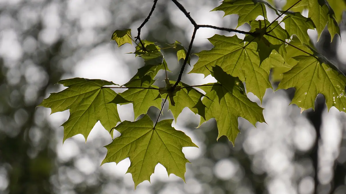 Все ясенелистные клены вырубят в Москве в ближайшие 10 лет