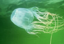 Ольга Якубанец рассказывает о трагическом инциденте с морской осой на Лангкави olga yakubanecz rasskazyvaet o tragicheskom inczidente s morskoj osoj na langkavi-politgolos-ru-0