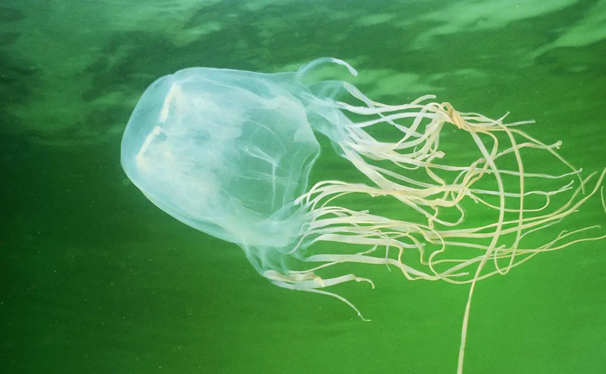 Медуза Chironex fleckeri (Global Look Press)
