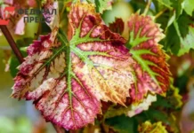 pavel malkov i sergej anoprienko posadili 62 klena na ulicze lenina v ryazanskoj oblasti-politgolos-ru-0