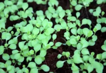 Плазменная обработка семян от ИХН СО РАН и ТГПУ ускоряет рост растений plazmennaya obrabotka semyan ot ihn so ran i tgpu uskoryaet rost rastenij-politgolos-ru-0