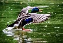 После удивительного спасения Селезень снова привлекает гостей в Парке «Архангельское-Тюриково» posle udivitelnogo spaseniya selezen snova privlekaet gostej v parke arhangelskoetyurikovo-politgolos-ru-0