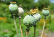 Секретная операция ЦРУ в Афганистане связана с нарковойной США sekretnaya operacziya czru v afganistane svyazana s narkovojnoj ssha-politgolos-ru-0