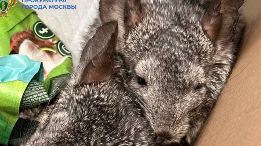 Суд вынес приговор мужчине, выбросившему шиншилл из окна дома в Москве