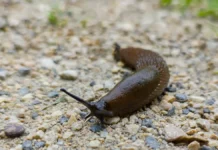 Трагическая история Сэма Балларда, слизня и легочного червя tragicheskaya istoriya sema ballarda sliznya i legochnogo chervya-politgolos-ru-0