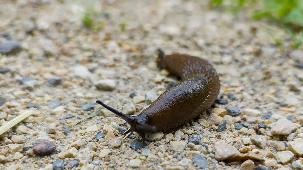 Юноша в Австралии впал в кому после того, как на спор съел слизняка