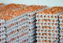 Успехи Приморья и птицефабрики ‘Уссурийская’ оживляют рынок яиц uspehi primorya i pticzefabriki ussurijskaya ozhivlyayut rynok yaicz-politgolos-ru-0