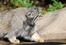Увлекательная викторина от Московского зоопарка и Активного гражданина о мануле uvlekatelnaya viktorina ot moskovskogo zooparka i aktivnogo grazhdanina o manule-politgolos-ru-0