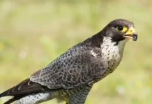 В Лосином острове найден чеглок, редкая птица для Московского зоопарка v losinom ostrove najden cheglok redkaya pticza dlya moskovskogo zooparka-politgolos-ru-0