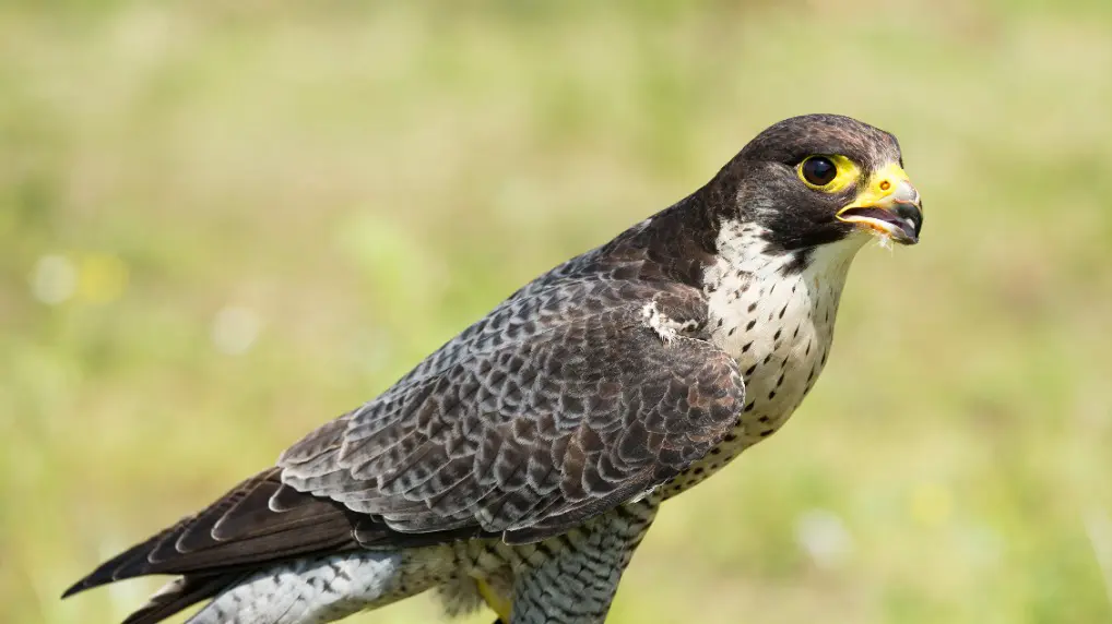 Считавшуюся исчезнувшей в Москве птицу чеглока нашли в «Лосином острове»