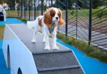 В Юго-Восточном округе Москвы появились новые площадки для питомцев v yugovostochnom okruge moskvy poyavilis novye ploshhadki dlya pitomczev-politgolos-ru-0