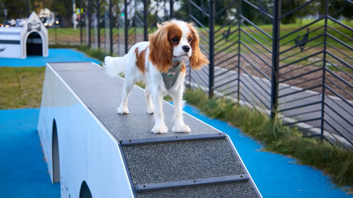 Семь собачьих площадок обустроили в Юго-Восточном округе столицы