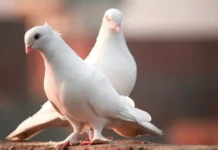 Бдительные таможенники Псковской области пресекли ввоз голубей из Латвии bditelnye tamozhenniki pskovskoj oblasti presekli vvoz golubej iz latvii-politgolos-ru-0