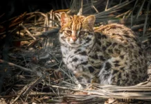 Бенгальская кошка не стала домашним животным в Китае из-за генетики и истории bengalskaya koshka ne stala domashnim zhivotnym v kitae izza genetiki i istorii-politgolos-ru-0