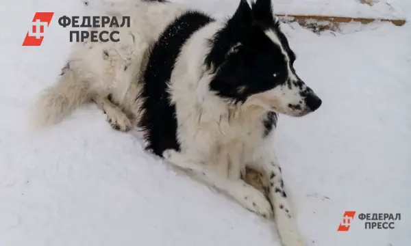 Безопасность детей в Туве после инцидента с собакой в Сибири-0