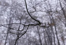 Евгений Буянов отметил связь исчезновения семьи Усольцевых с активностью солнца evgenij buyanov otmetil svyaz ischeznoveniya semi usolczevyh s aktivnostyu solncza-politgolos-ru-0