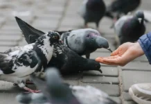 МГУ совместно с Всемирной организацией здравоохранения изучает дрожжи Candida и патогены в голубином помете mgu sovmestno s vsemirnoj organizacziej zdravoohraneniya izuchaet drozhzhi i patogeny v golubinom pomete-politgolos-ru-0