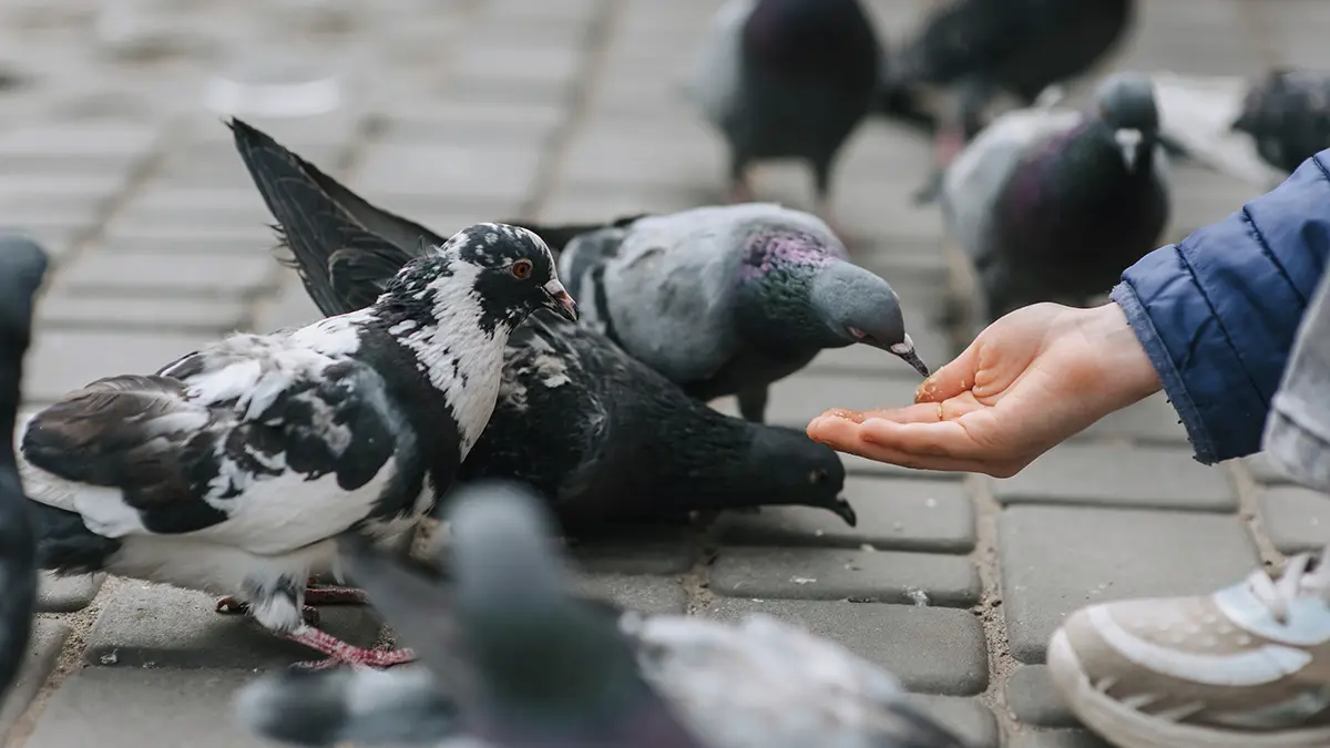 Ученые МГУ нашли в голубином помете опасные для людей патогены