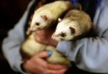 Министерство по делам ветеранов США и Национальный институт здравоохранения проводят необычные эксперименты с животными ministerstvo po delam veteranov ssha i naczionalnyj institut zdravoohraneniya provodyat neobychnye eksperimenty s zhivotnymi-politgolos-ru-0