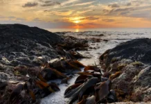 Открытие ННЦМБ ДВО РАН — тропическая водоросль Coolia malayensis в Японском море otkrytie nnczmb dvo ran tropicheskaya vodorosl v yaponskom more-politgolos-ru-0