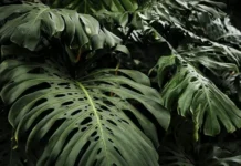 plyushh sczindapsus i anturium osobennosti populyarnyh komnatnyh rastenij-politgolos-ru-0