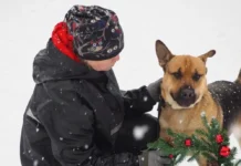 Приют для собак Западного округа проведет день открытых дверей с Ольгой Ермолаевой и волонтёрами priyut dlya sobak zapadnogo okruga provedet den otkrytyh dverej s olgoj ermolaevoj i volontyorami-politgolos-ru-0