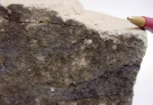 Ученые Первого МГМУ и РНФ исследуют вклад селенопротеинов в здоровье uchenye pervogo mgmu i rnf issleduyut vklad selenoproteinov v zdorove-politgolos-ru-0