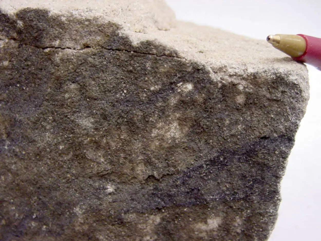 Ученые Первого МГМУ и РНФ исследуют вклад селенопротеинов в здоровье-0