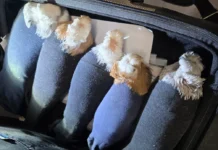 uspeshnoe presechenie kontrabandy golubej iz latvii v pskovskuyu oblast tamozhennikami-politgolos-ru-0