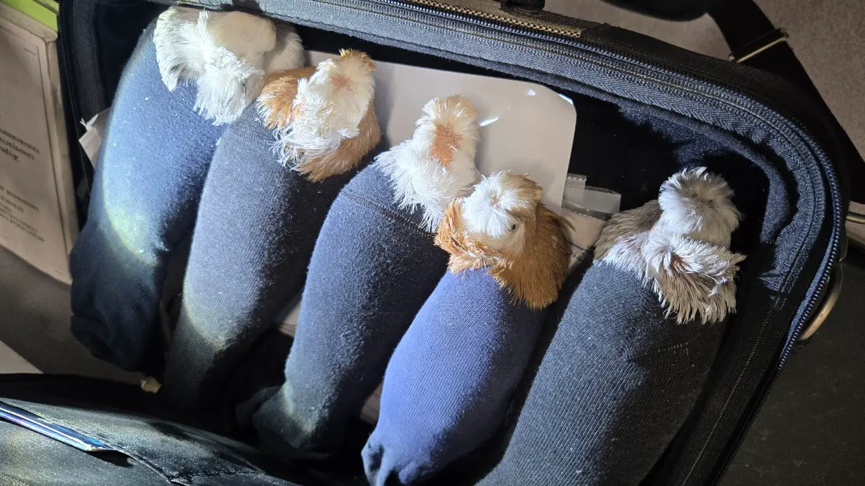 Спрятанных в носках голубей попытались ввезти в Россию из Латвии