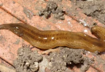 Obama nungara в Европе и его роль в распространении дождевых червей v evrope i ego rol v rasprostranenii dozhdevyh chervej-politgolos-ru-0