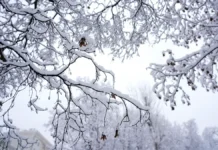 ВДНХ и Подмосковная радуют Москву и область праздничными осадками в декабре vdnh i podmoskovnaya raduyut moskvu i oblast prazdnichnymi osadkami v dekabre-politgolos-ru-0