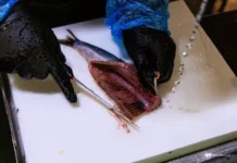 Владимир Путин и РЖД поддержат Приморских рыбаков в сотрудничестве с Китаем vladimir putin i rzhd podderzhat primorskih rybakov v sotrudnichestve s kitaem-politgolos-ru-0