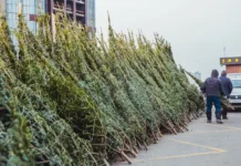 Во Владивостоке начали работу новогодние ёлочные базары и автолавки vo vladivostoke nachali rabotu novogodnie yolochnye bazary i avtolavki-politgolos-ru-0